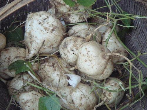 孕早期可以吃土瓜吗,土瓜的适宜与禁忌