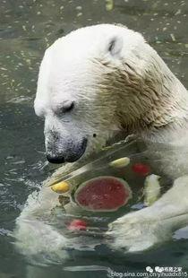 黑熊吃瓜,瓜果飘香中的欢乐时光