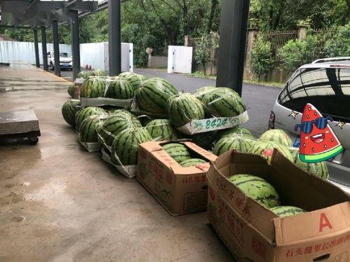 上海吃瓜室,揭秘沪上美食圈的秘密花园