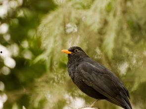 黑鸟吃瓜总站,揭秘娱乐圈幕后风云