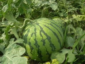 亚托利吃瓜,揭秘娱乐圈背后的秘密与真相