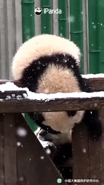 吃瓜小熊海天使