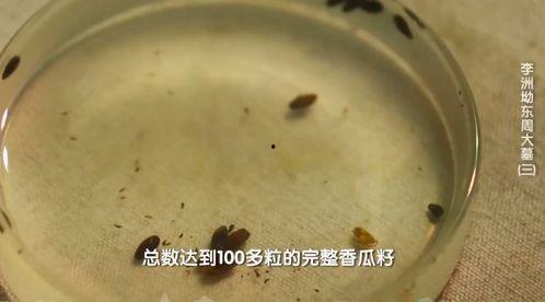 吃瓜不吐籽兔子,兔子带你领略瓜界新风尚